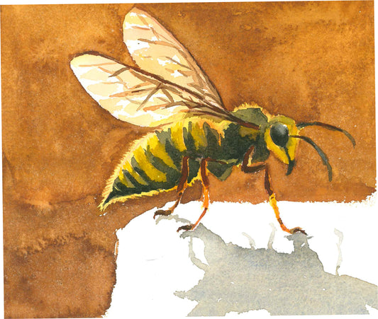 Wasp and Shadow